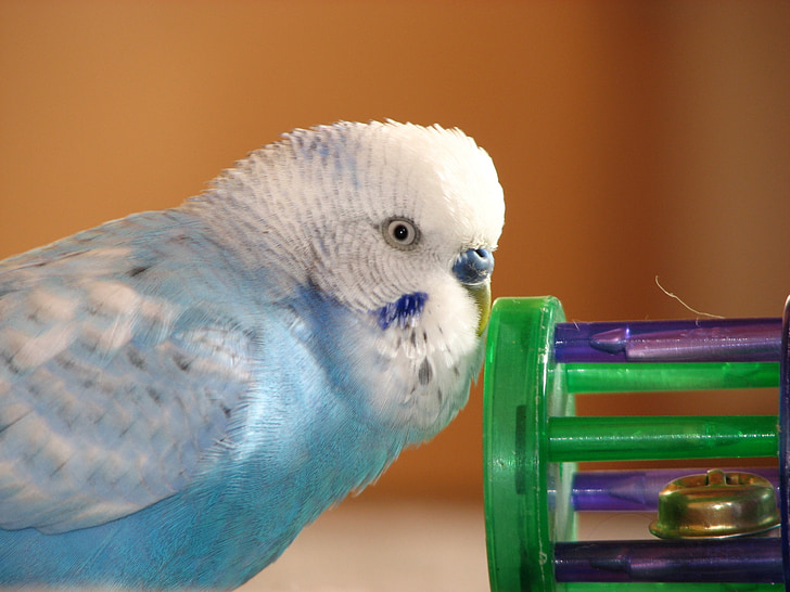 Budgie, pájaro, azul, Juegos, pluma, proyecto de ley, Retrato