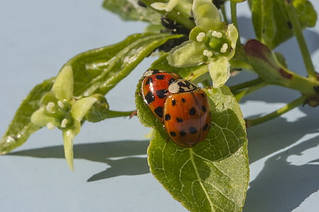 ladybug, lucky charm, pairing, close, couple, insect, beetle