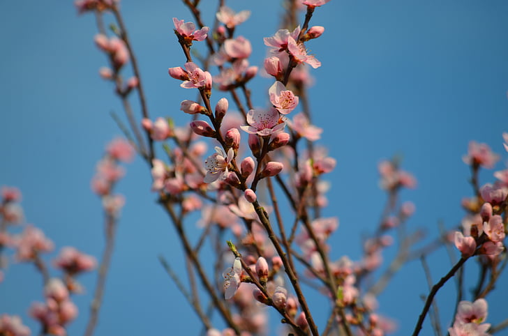 peach flowers, spring, pink