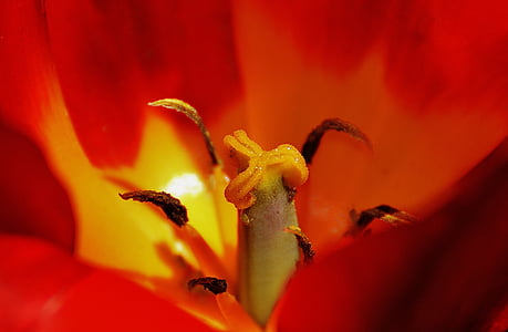 Tulip, închide, Red, galben, farbenpracht, floare, primavara