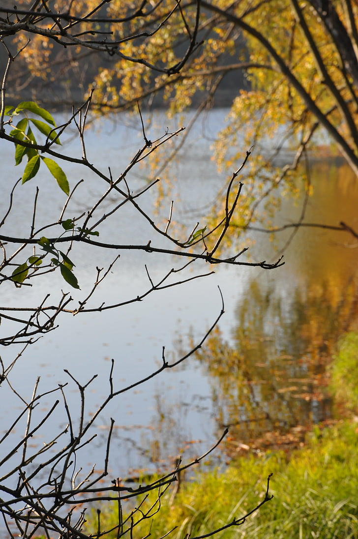 jeseň, zeleň, jazero, pobočky, Forest, reflexie, Príroda