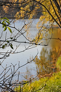 automne, feuillage, Lac, branches, Forest, réflexion, nature