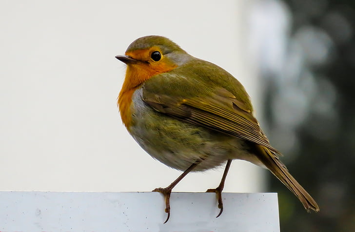 bird, robin, songbird, close, small, nature, fence