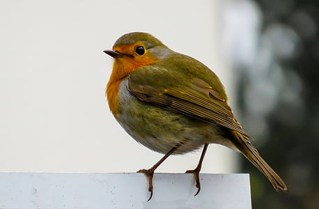 uccello, Robin, Songbird, chiudere, piccolo, natura, recinzione