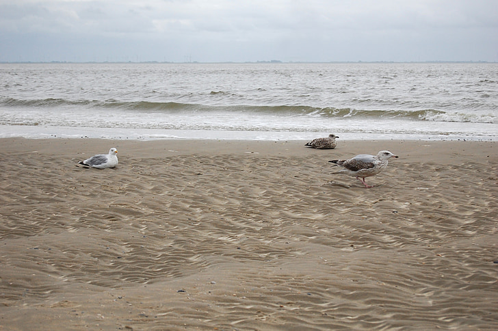 gaivotas, Mar do Norte, mar, praia, água, onda, Costa