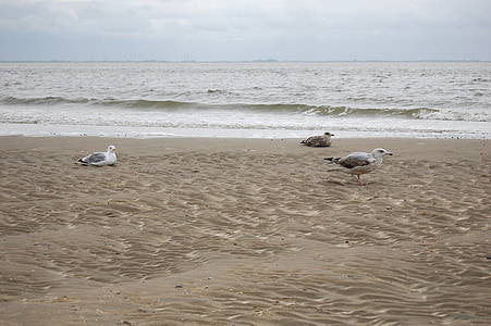 gulls, north sea, sea, beach, water, wave, coast