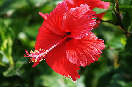 flowers, red, hibiscus, plant, nature, fresh flowers