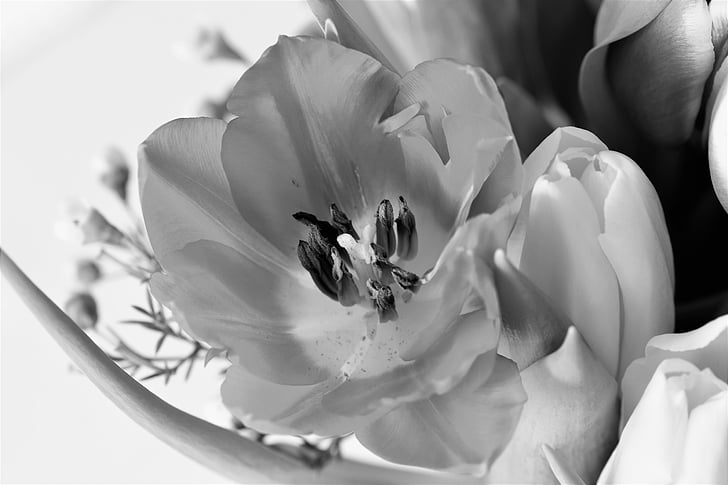 Tulipa, planta, flor, flor, flor, blanc i negre, primavera