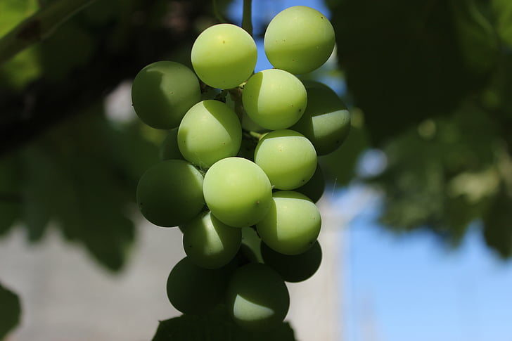 vīnogas, ogu, zaļa, a bunch, closeup, augļi, daba