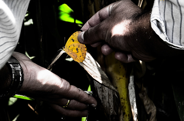 butterfly, hand, insect