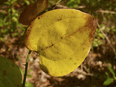 faller, hösten, Leaf, naturen, oktober, färg, gul