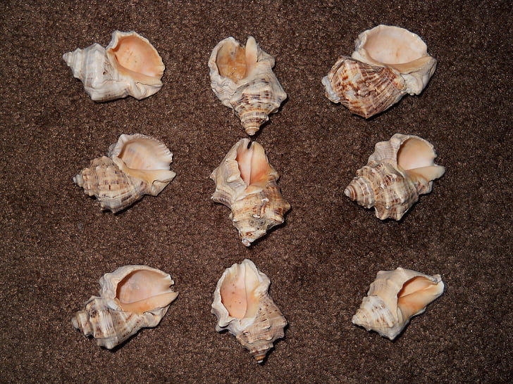 shells, carpet, nine