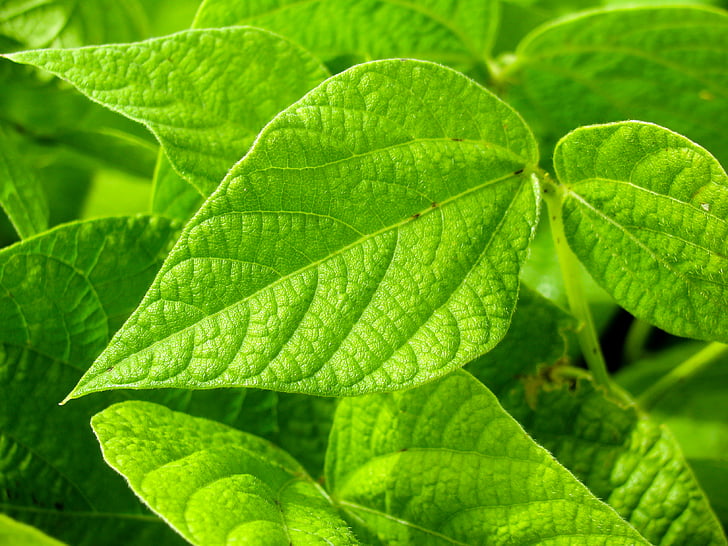 close-up, fotografia, verd, fulla, plantes, color verd, planta