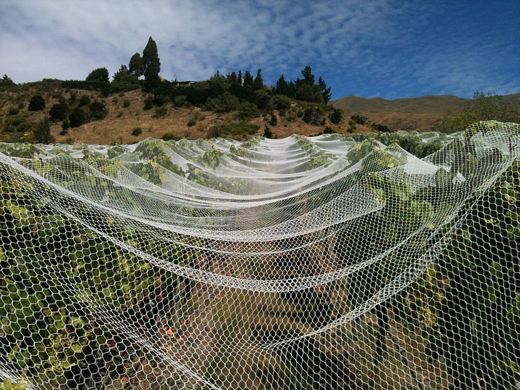 vineyard, nets, wine, vine, netting