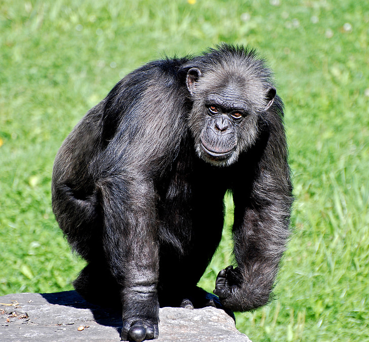 chimpanzee, animal, apes, gorilla, mammal, tourism, travel