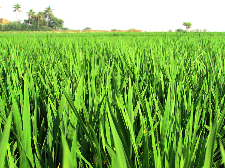 Paddy, fält, ris, grödor, växter, ätbara, livsmedel