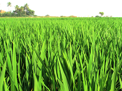 paddy, fields, rice, crops, plants, edible, foods