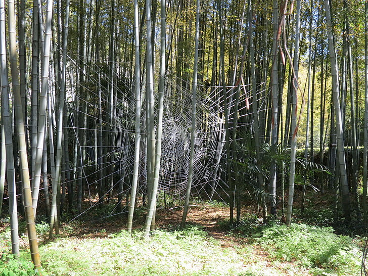 bambu, Anduze, Cévennes, sequoias, gigantes, aldeia do Laos
