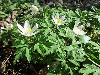 Anemone nemorosa, Anémone des bois, Windflower, Anémone cylindrique, odeur de renard, flore, fleurs sauvages