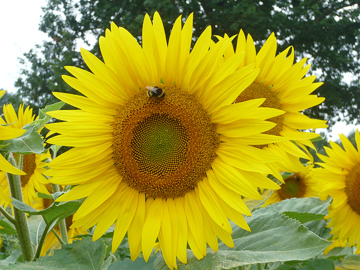 bunga matahari, lebah, musim panas, mekar, alam, penyerbukan, kuning