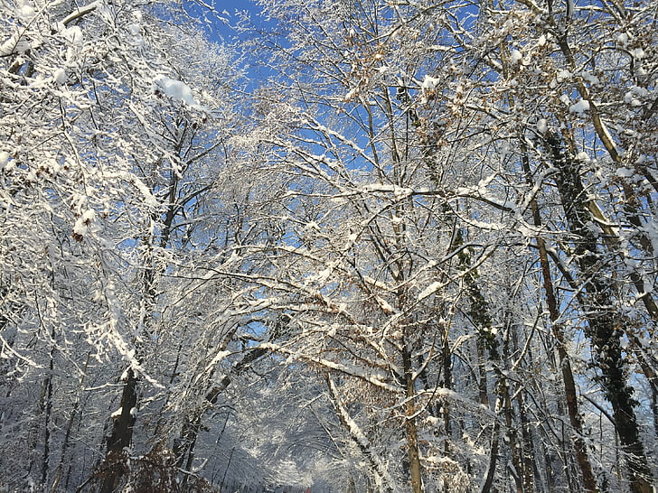 winter, snow, nature, park maksimir zagreb, january, outdoor