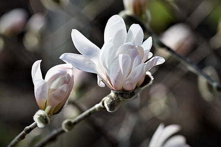 Magnolia, planta, flor, flor, floración, naturaleza, Blanco