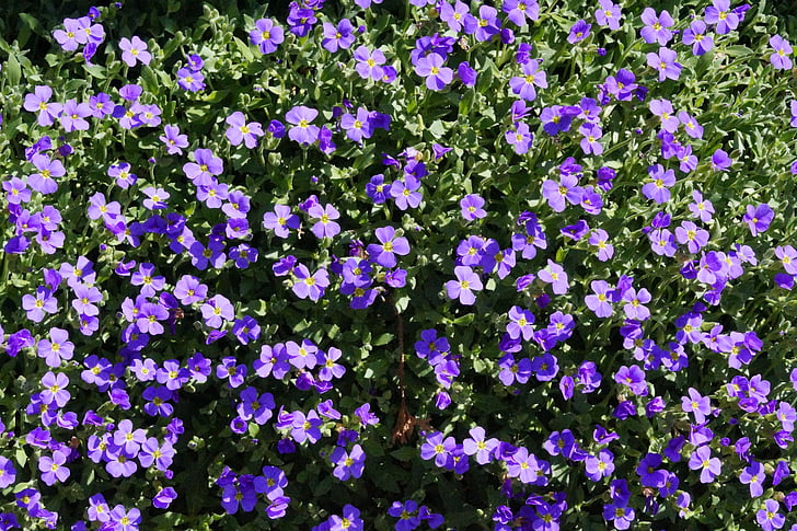 blaue Kissen, blaue Blumen, Blau, Bloom, Frühling, Steingarten, Blüte