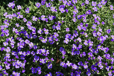 blue pillow, blue flowers, blue, bloom, spring, stone garden, blossom
