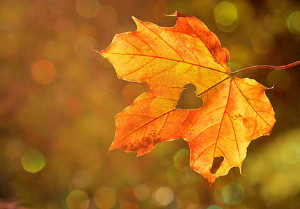 coração, Querida, folha, Outono, Maple, bokeh, natureza