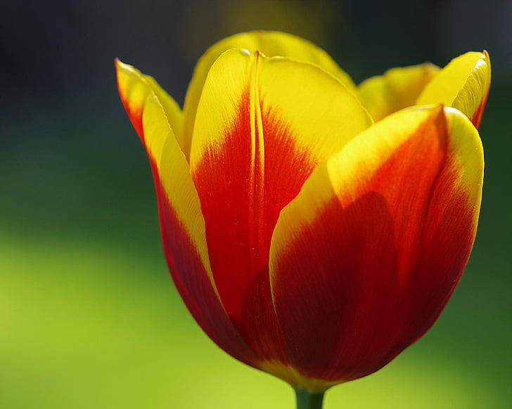 tulipány, jaro, květiny, červená, flambované, jarní květiny, Jarní květina