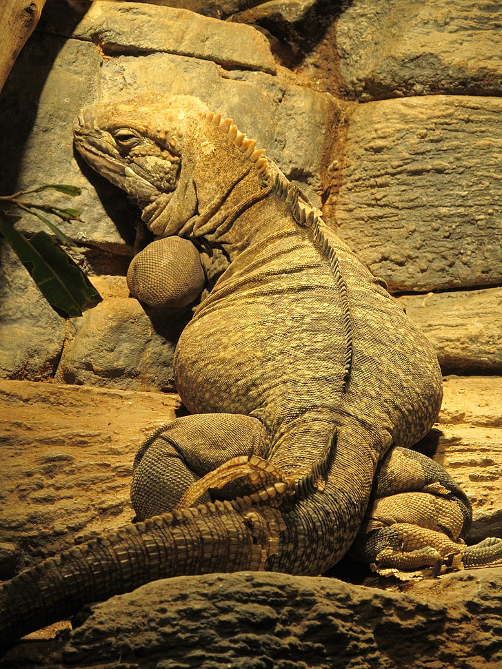 Jamaican iguana, réptil, raro, vida selvagem, a descansar, animal, natureza