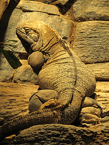 jamaican iguana, reptile, rare, wildlife, resting, animal, nature