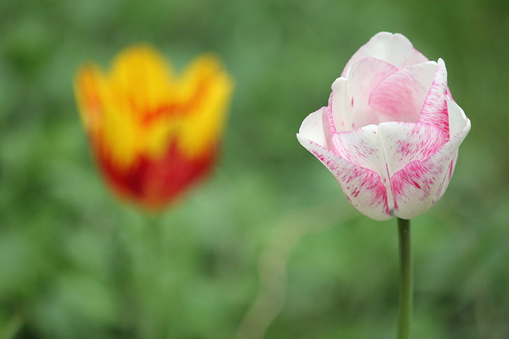 flori, Tulip, primavara, natura, culoare roz, plante, floare