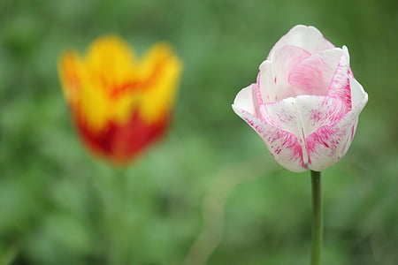 kwiaty, Tulipan, wiosna, Natura, kolor różowy, roślina, kwiat