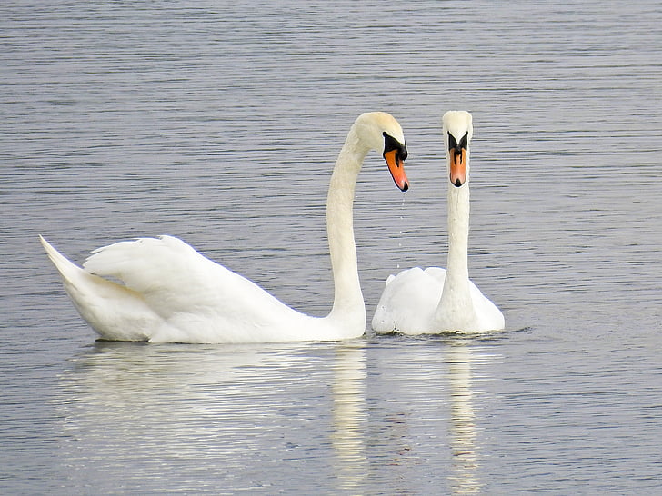mute swan, Swan, pasăre, pasăre de apă, natura, animale, Lacul