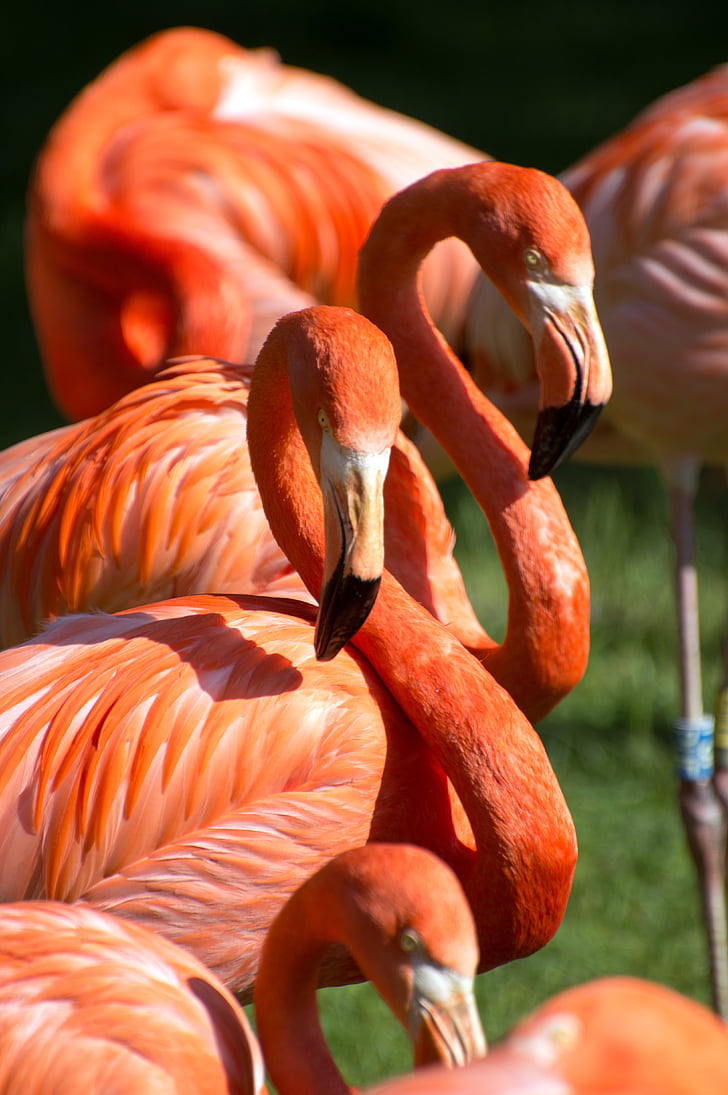 Flamingos, màu da cam, màu đỏ, màu xanh lá cây, sở thú, con chim, Nhóm