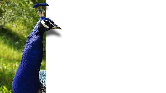 peacock, bird, feather, blue, map, ebv, image editing