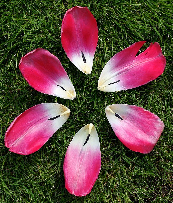 Tulip, bunga, alam, merah muda