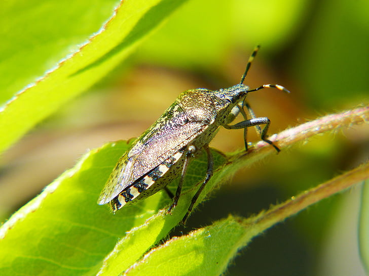 bug du bouclier, bug, insecte, photo macro, tacheté, jardin, nature