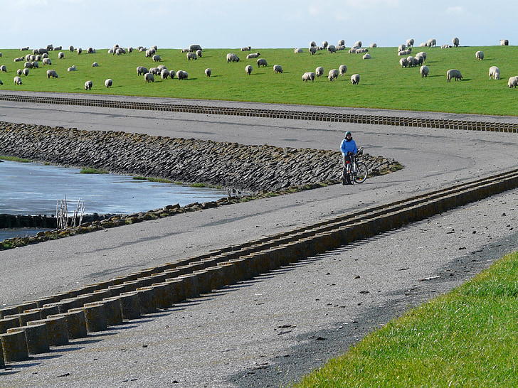 ανάχωμα, ανάχωμα δρόμο, Βόρεια θάλασσα, Nordfriesland, πρόβατα, χλόη, Γλυκό