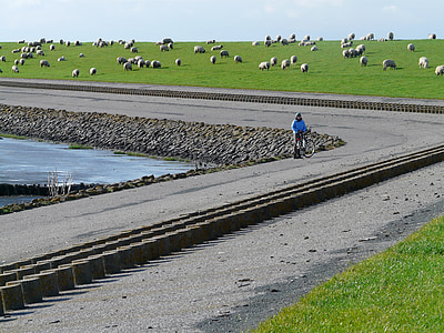 ανάχωμα, ανάχωμα δρόμο, Βόρεια θάλασσα, Nordfriesland, πρόβατα, χλόη, Γλυκό