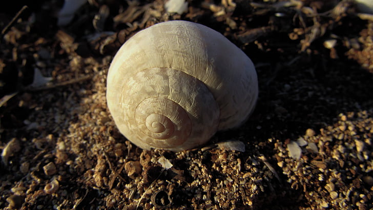 shell, helix, nature, spiral