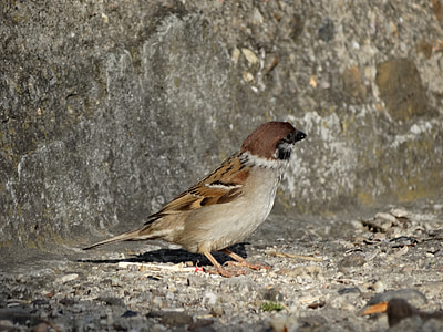 burung, fauna, sparrow, alam