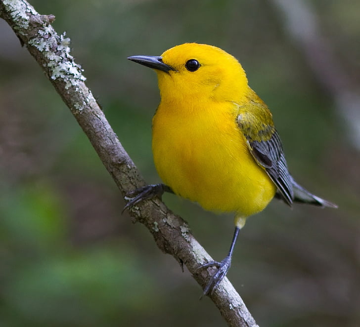 prothonotary warbler, bird, perched, colorful, portrait, outdoors, branch
