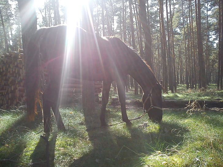 the horse, animal, horses, forest, the sun, light