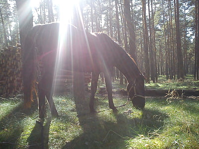 le cheval, animal, chevaux, Forest, le soleil, lumière