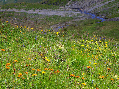 Alpių floros, vasaros pieva, Alpių, Alpių gėlės
