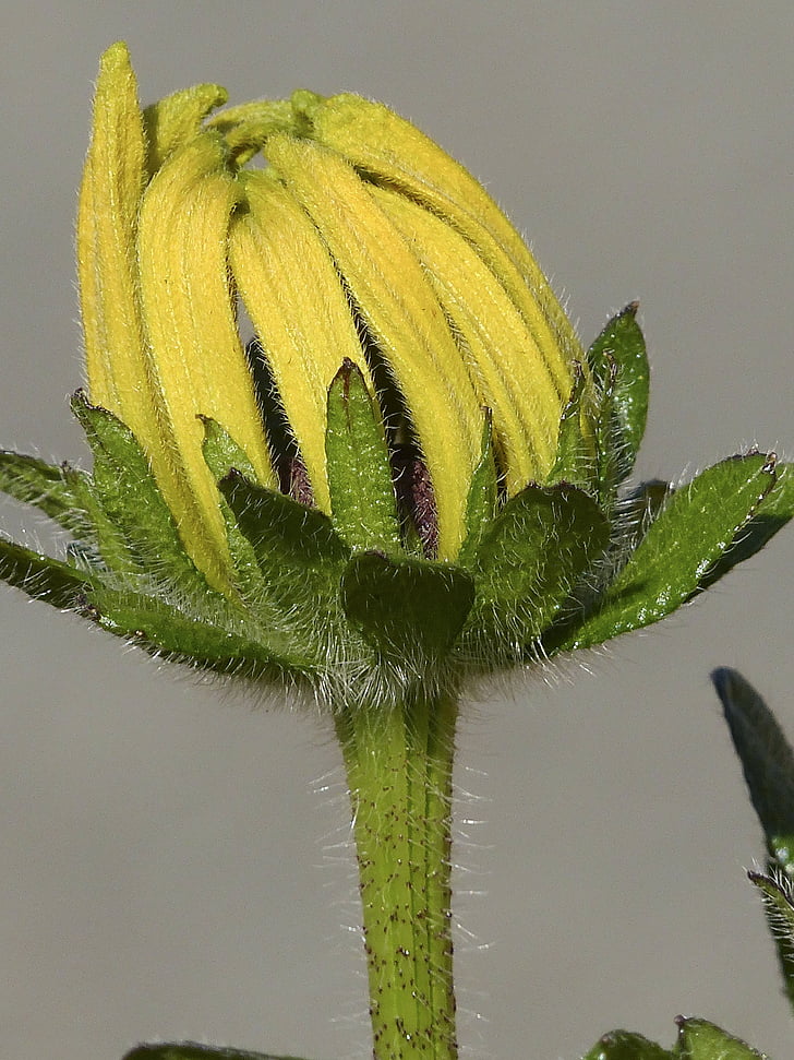 bud, ordinary sunhat, flower, yellow, nature, garden, flora