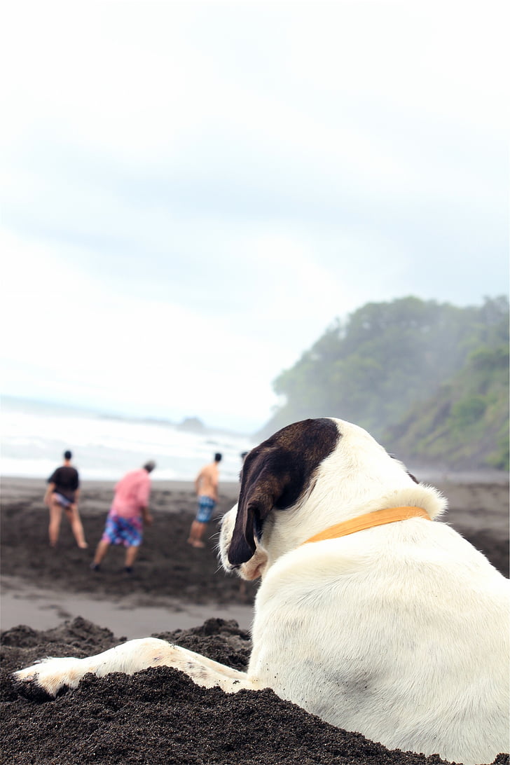 valge, shorted, koer, mis asub, liiv, päevasel ajal, PET