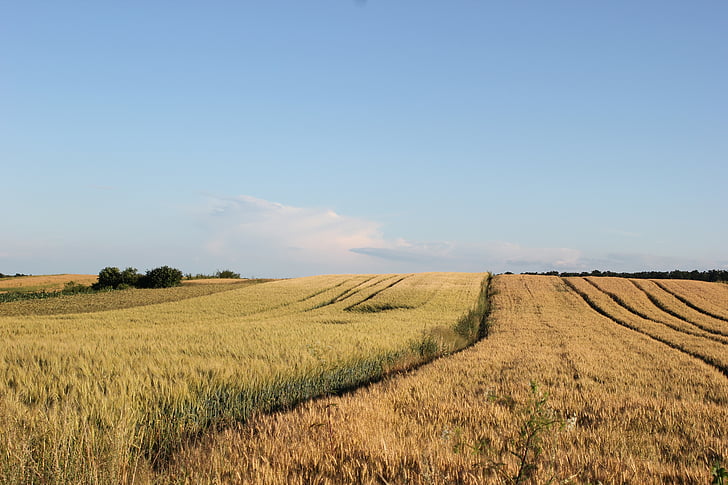 kmetijstvo, pšenice, polje, žetev, rastlin